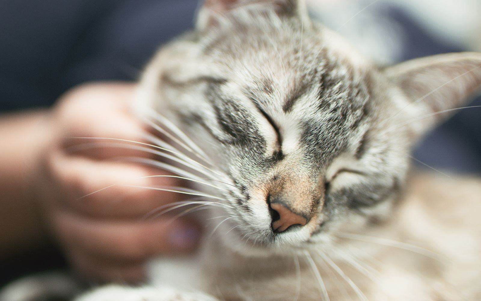 CAT SCORES GUINNESS WORLD RECORD FOR LOUDEST PURR Z93